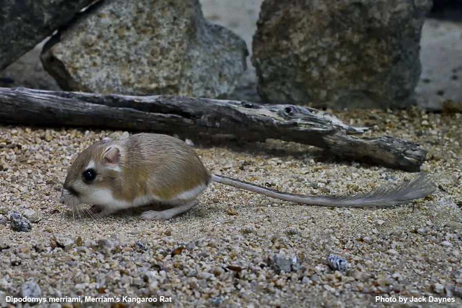Merriam's Kangaroo Rat - Dipodomys merriami