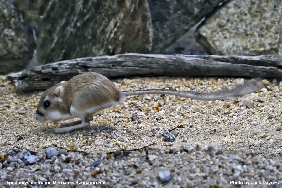 Merriam's Kangaroo Rat - Dipodomys merriami