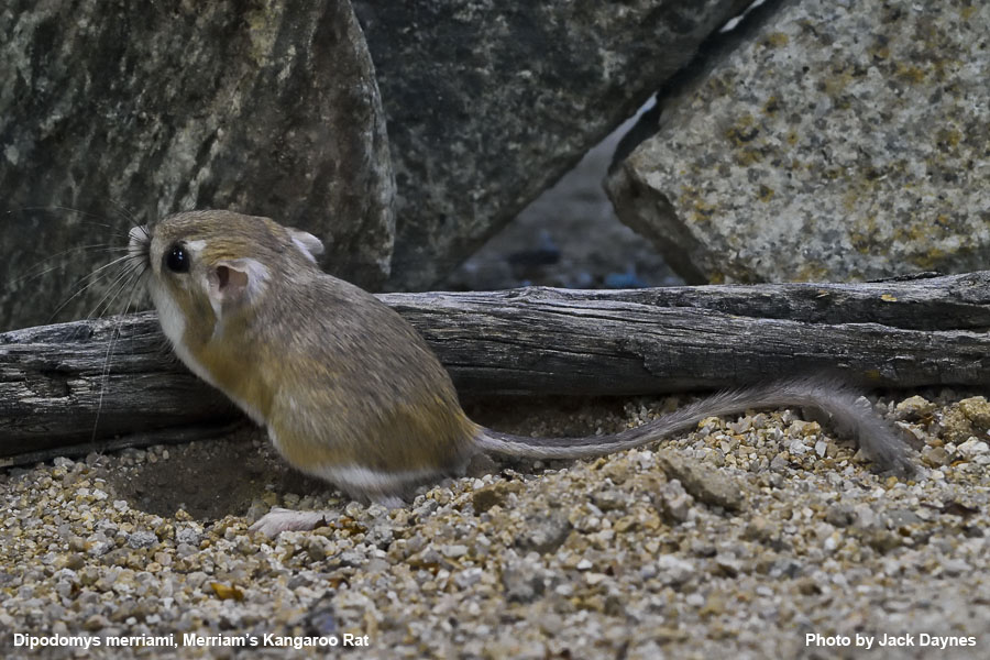 Merriam's Kangaroo Rat - Dipodomys merriami