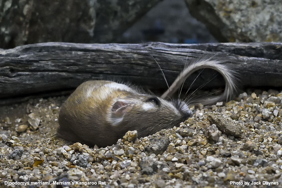 Merriam's Kangaroo Rat - Dipodomys merriami