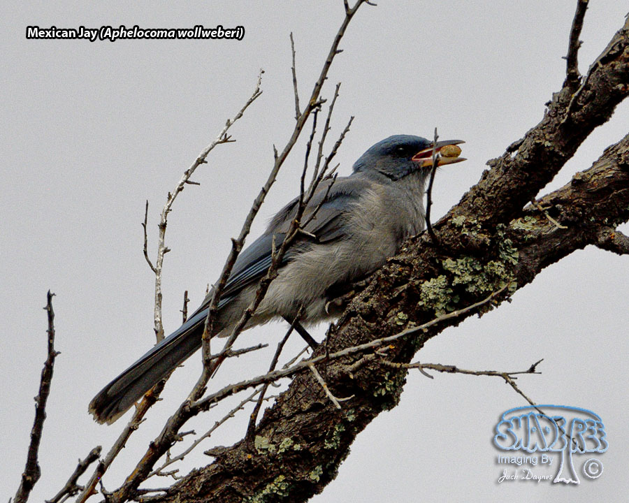 Mexican Jay - Aphelocoma wollweberi
