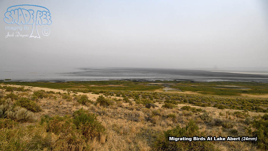 Migrating Birds - Multiple sp.