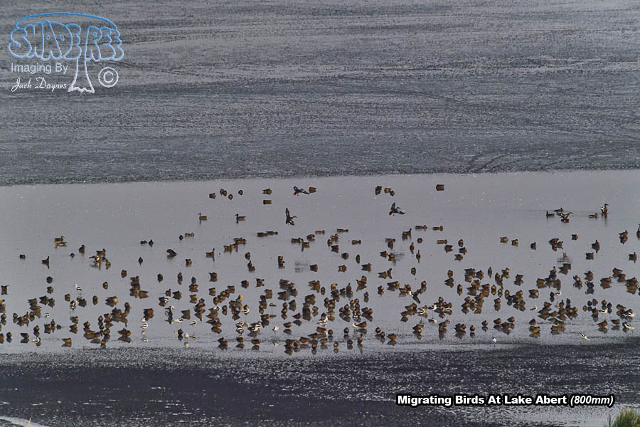 Migrating Birds - Multiple sp.