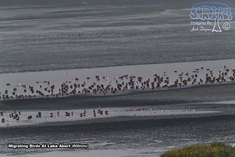 Migrating Birds - Multiple sp.
