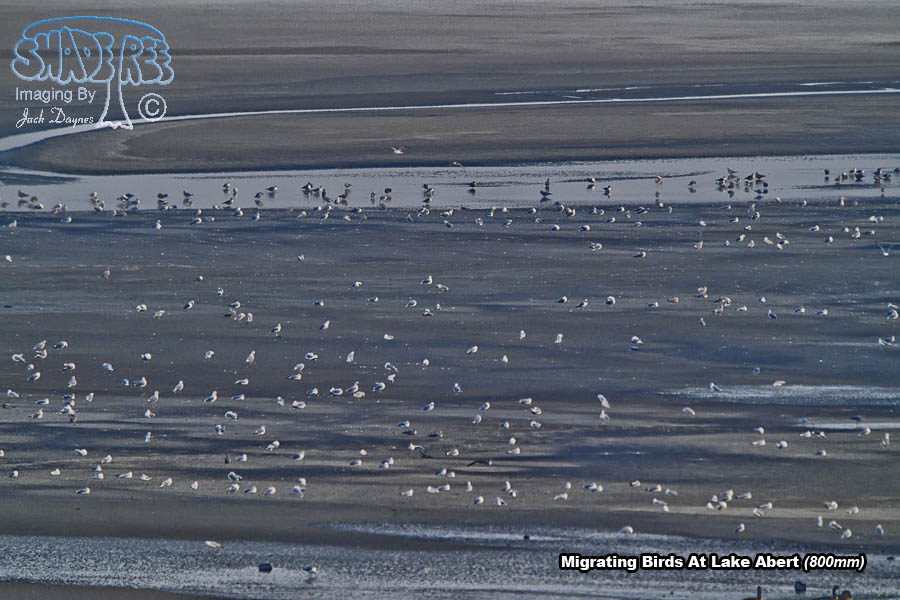 Migrating Birds - Multiple sp.