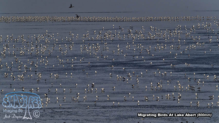 Migrating Birds - Multiple sp.