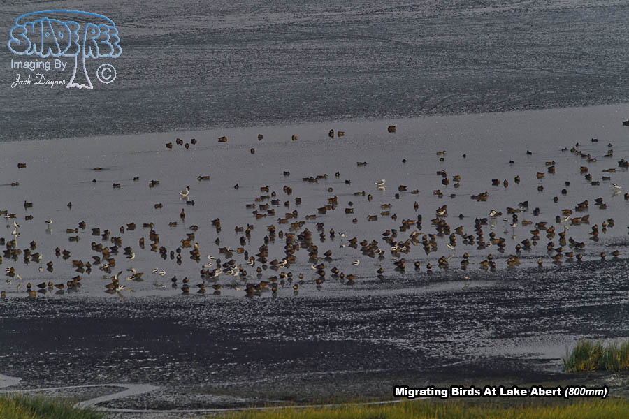Migrating Birds - Multiple sp.