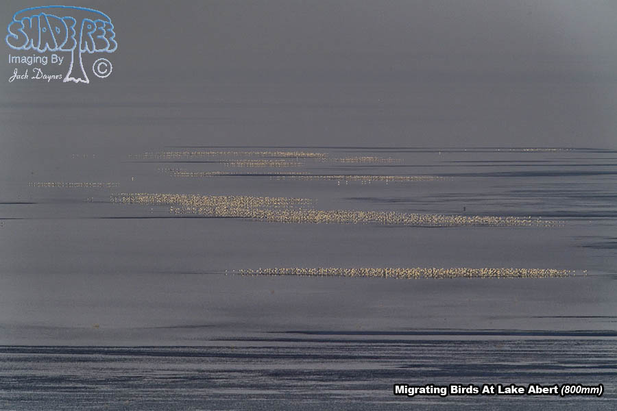 Migrating Birds - Multiple sp.