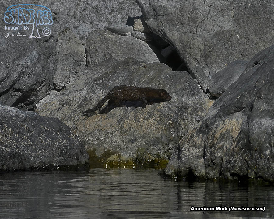 American Mink - Neovison vison