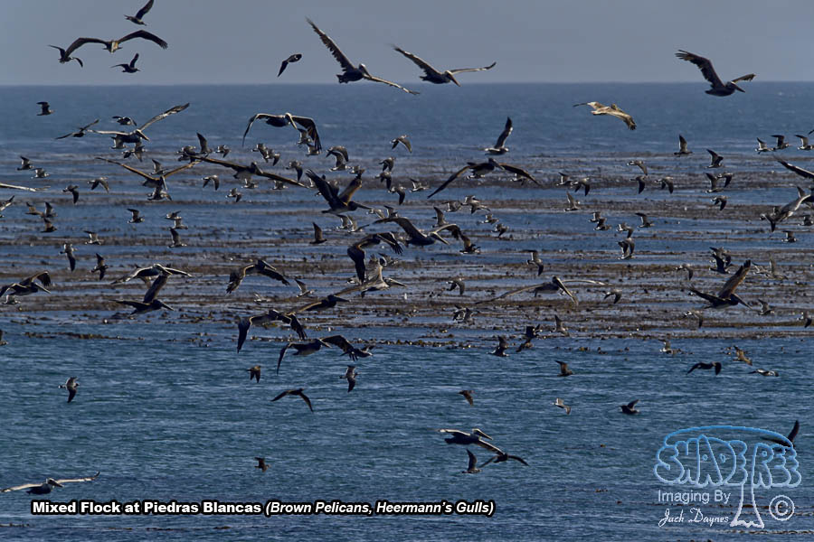 Pelicans and Gulls - Scenery