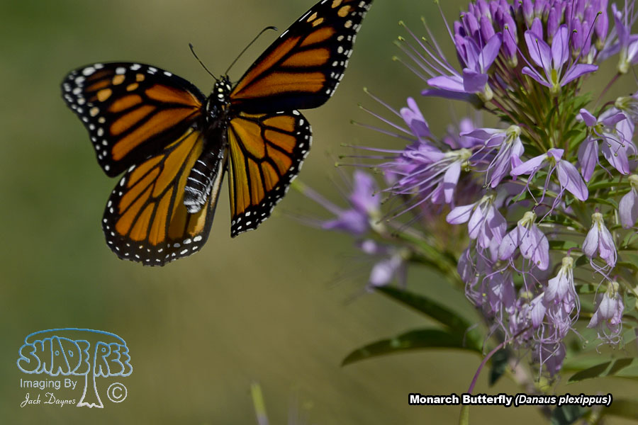 Monarch Butterfly - Danaus plexippus