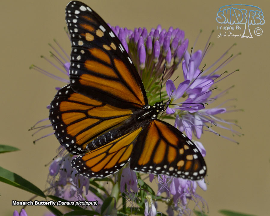 Monarch Butterfly - Danaus plexippus