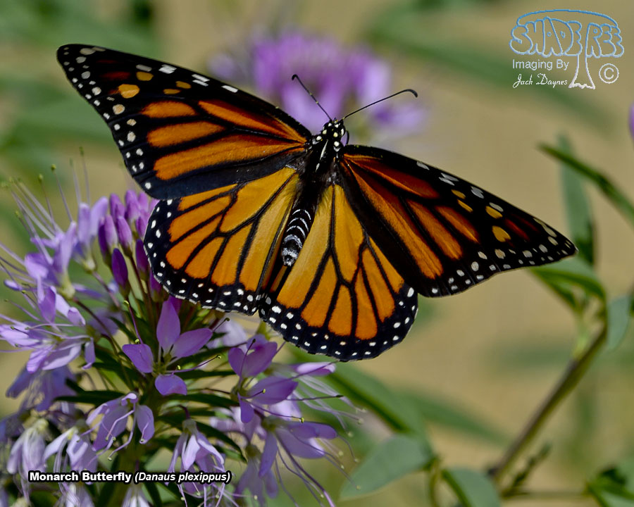 Monarch Butterfly - Danaus plexippus