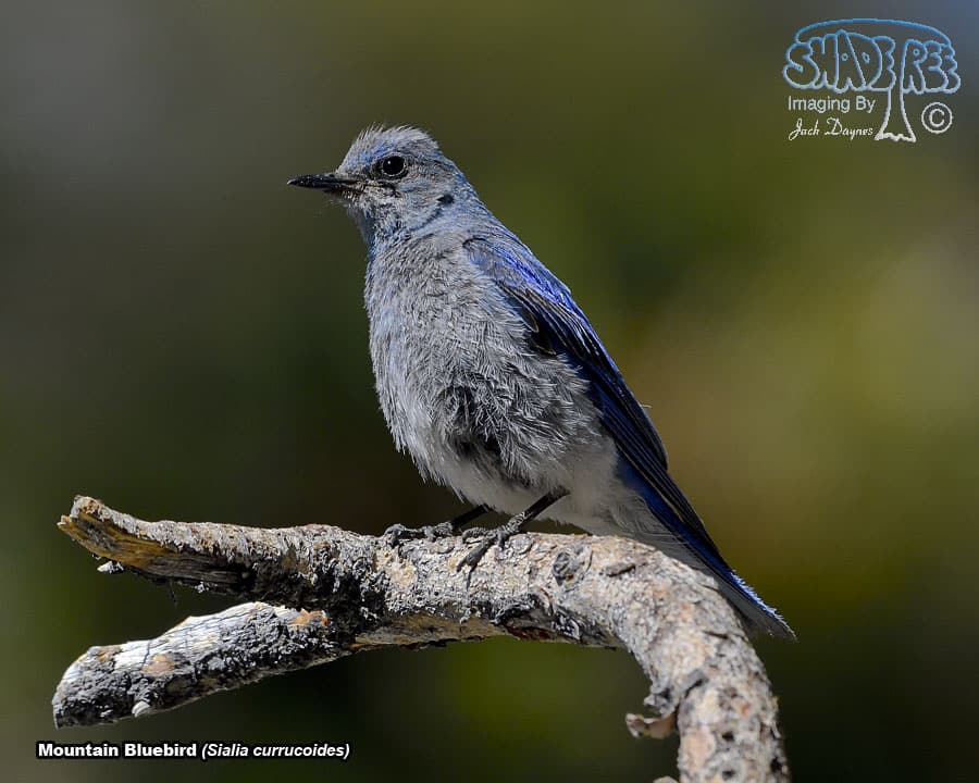 Mountain Bluebird - Sialia currucoides