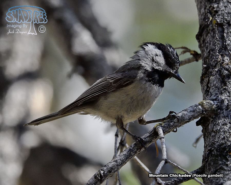 Mountain Chickadee - Poecile gambeli