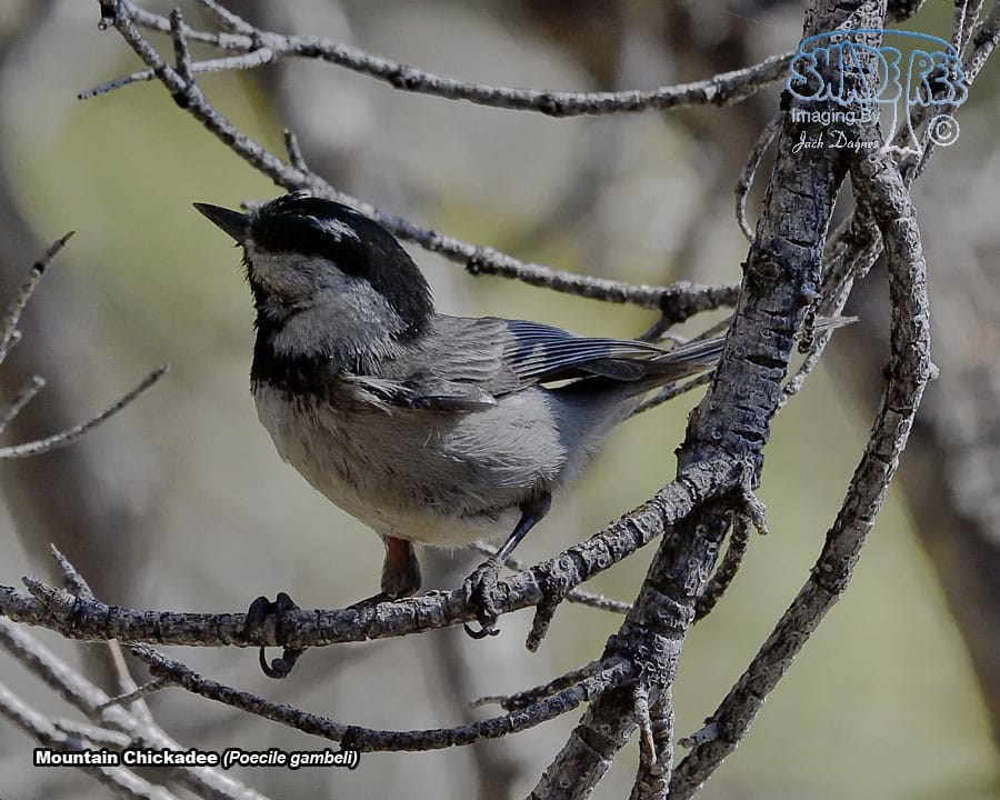 Mountain Chickadee - Poecile gambeli