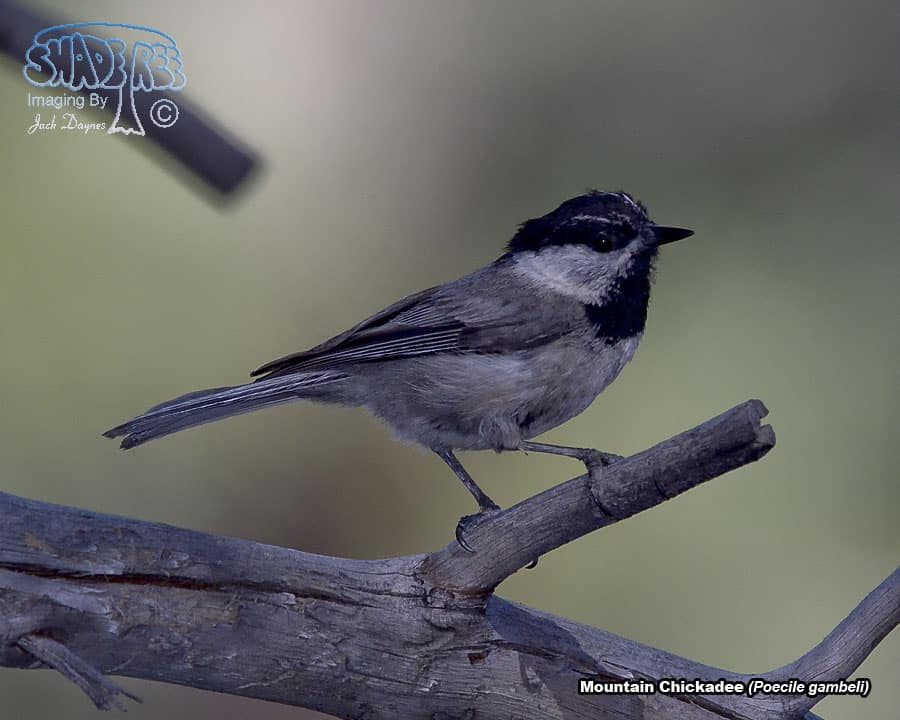 Mountain Chickadee - Poecile gambeli