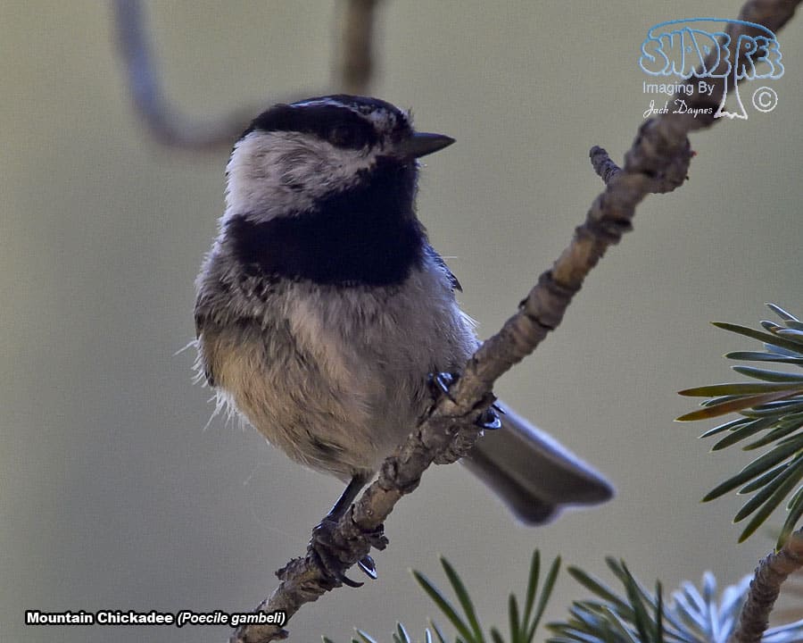 Mountain Chickadee - Poecile gambeli