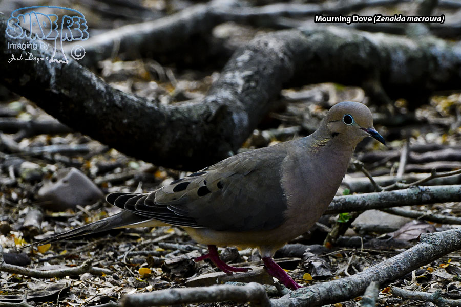 Mourning Dove - Zenaida macroura