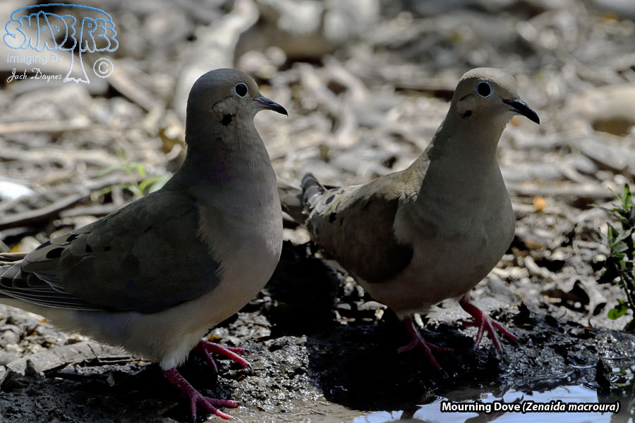 Mourning Dove - Zenaida macroura