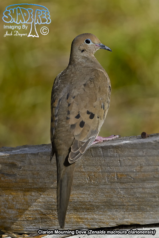 Mourning Dove - Zenaida macroura