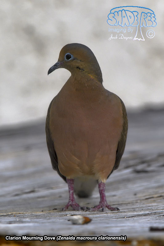Mourning Dove - Zenaida macroura