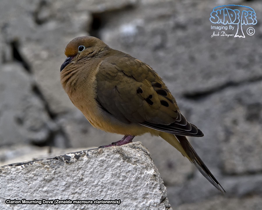 Mourning Dove - Zenaida macroura