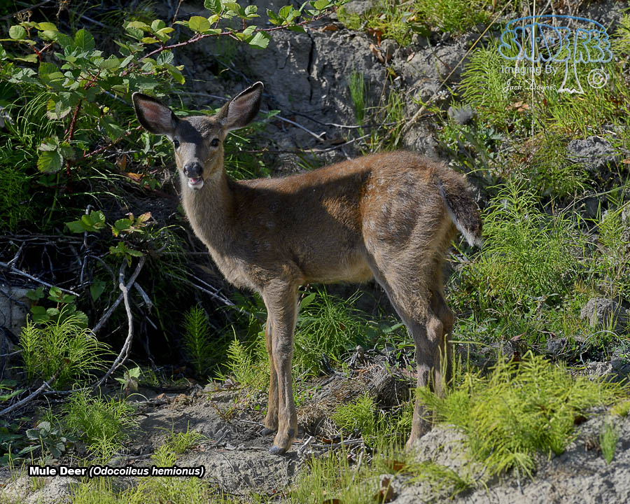 Mule Deer - Odocoileus hemionus