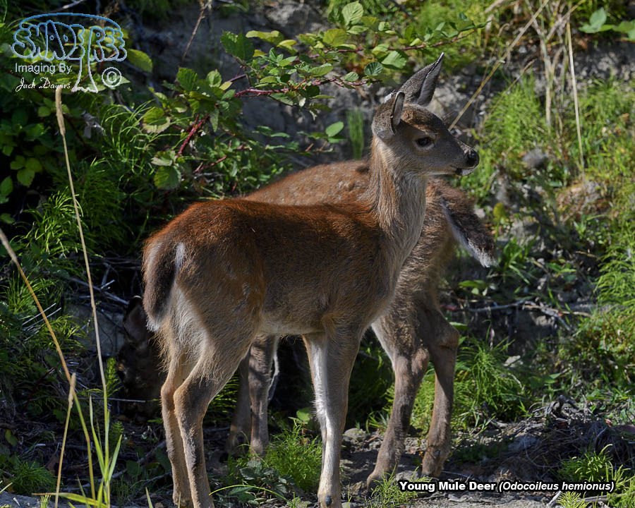 Mule Deer - Odocoileus hemionus