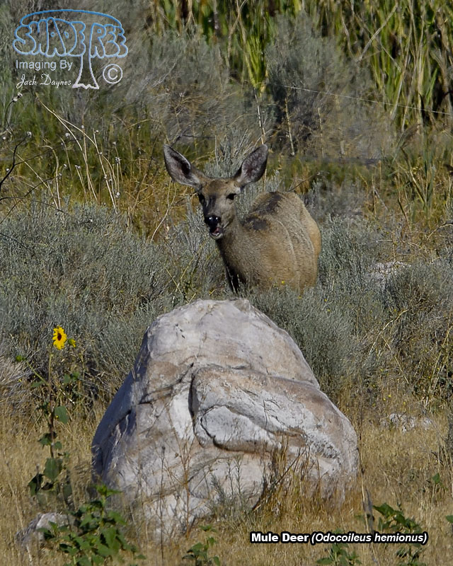 Mule Deer - Odocoileus hemionus