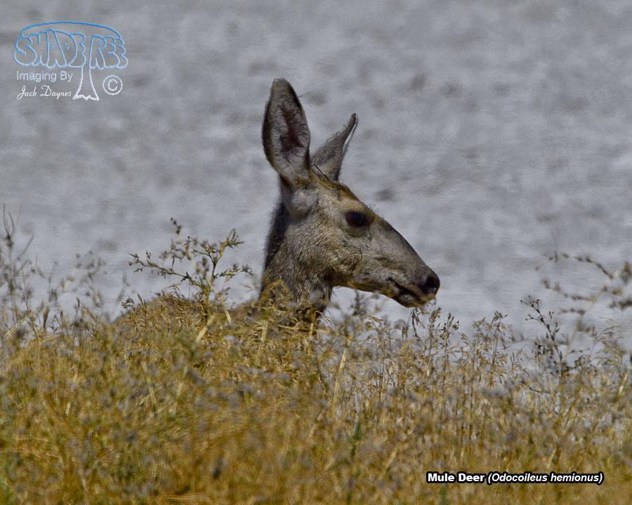 Mule Deer - Odocoileus hemionus