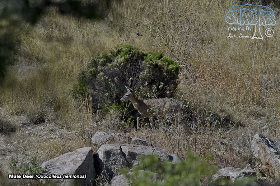 Mule Deer - Odocoileus hemionus