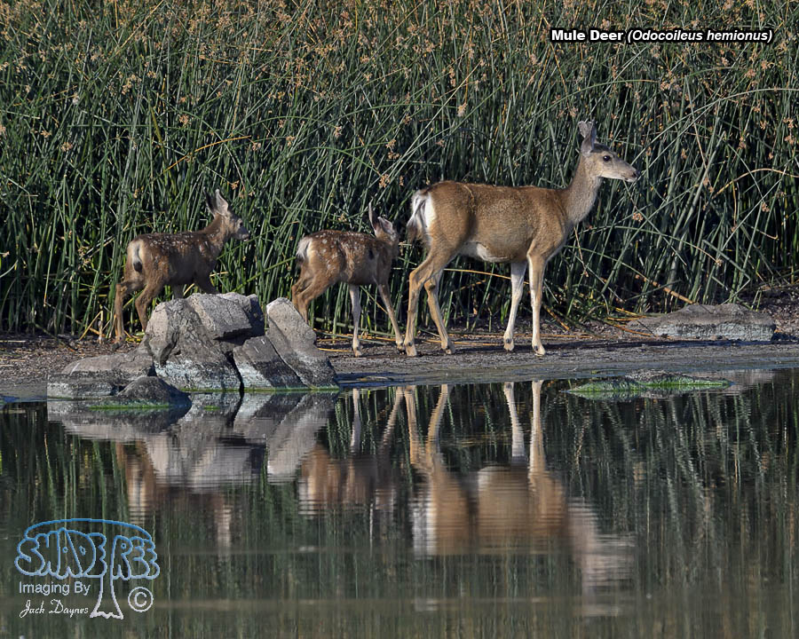Mule Deer - Odocoileus hemionus