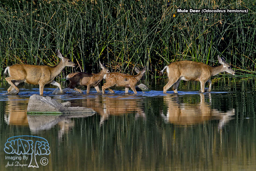Mule Deer - Odocoileus hemionus
