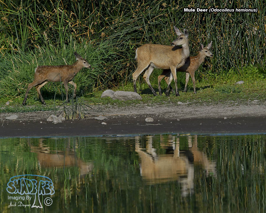 Mule Deer - Odocoileus hemionus