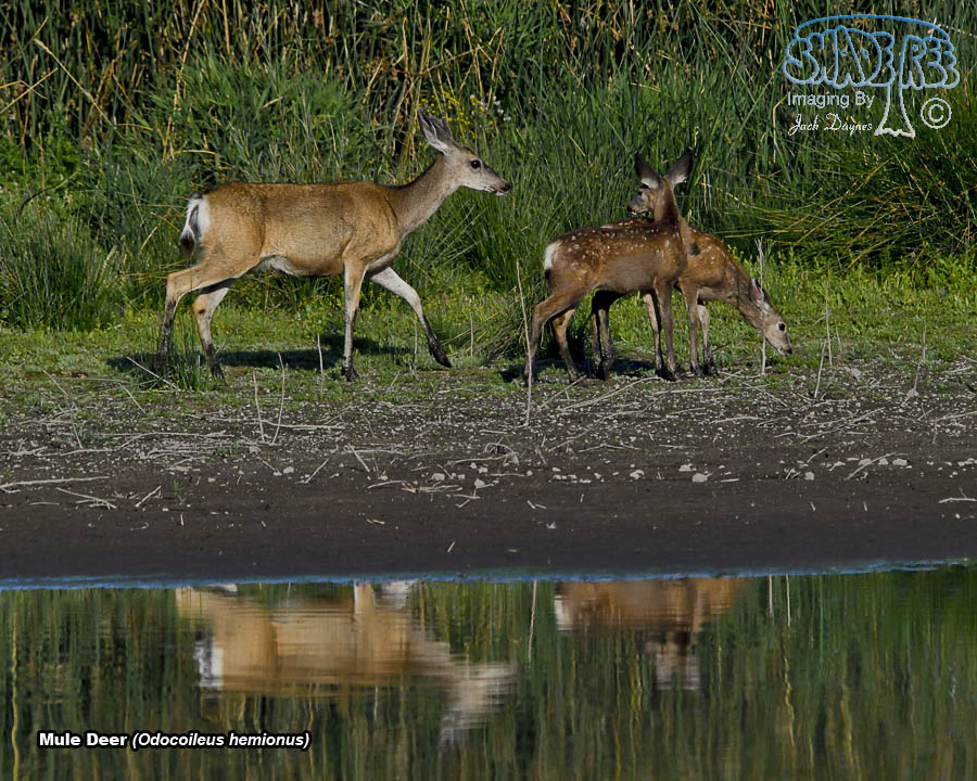 Mule Deer - Odocoileus hemionus