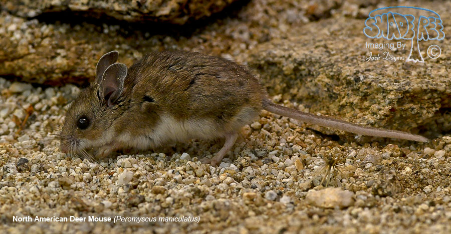 North American Deer Mouse - Peromyscus maniculatus