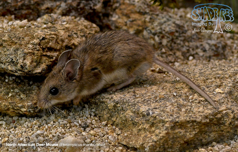 North American Deer Mouse - Peromyscus maniculatus