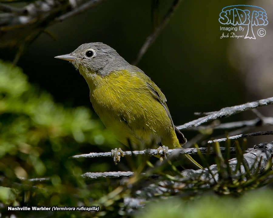 Nashville Warbler - Leiothlypis ruficapilla