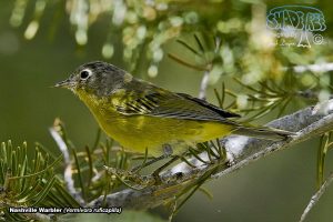 2017-07-16 Mammoth Lakes Birds