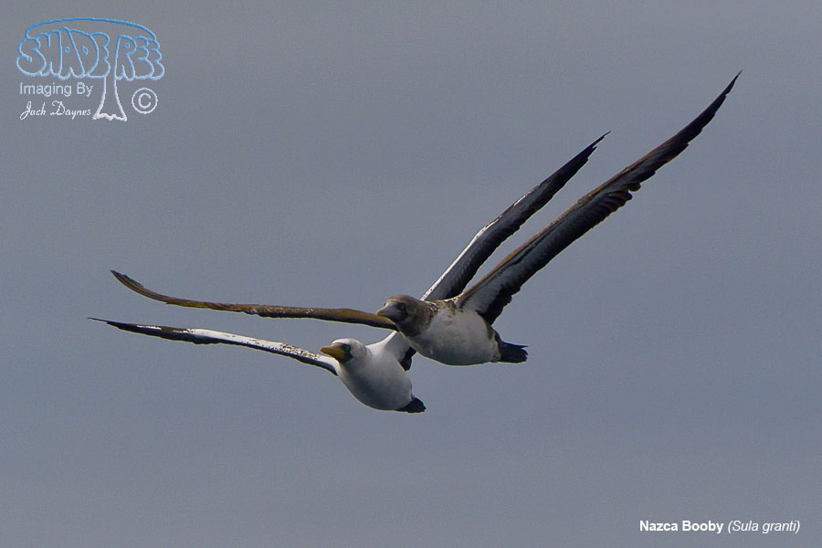 Nazca Booby - Sula granti