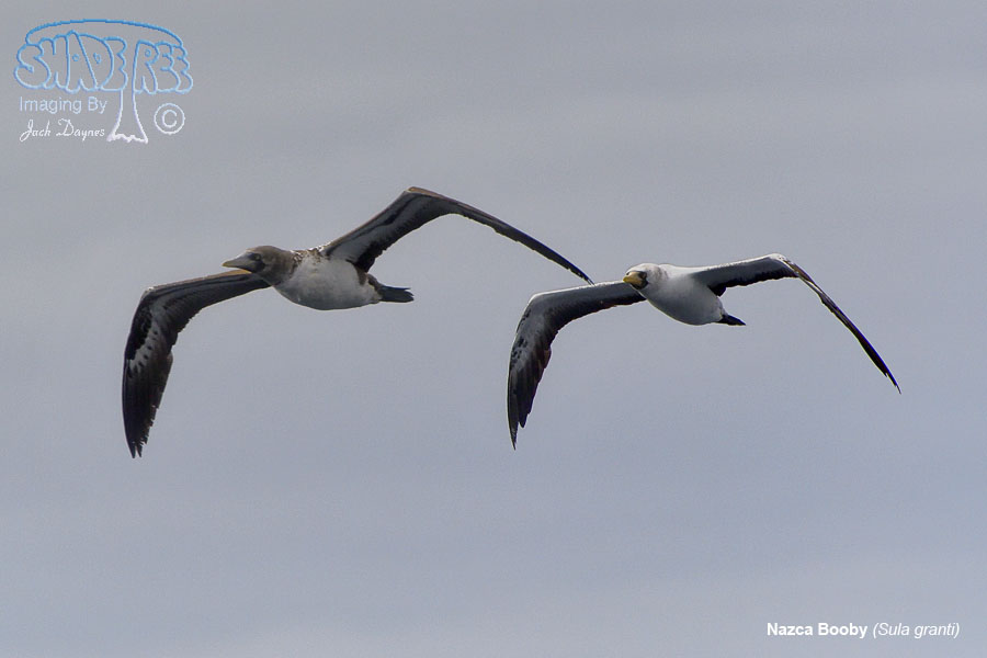 Nazca Booby - Sula granti