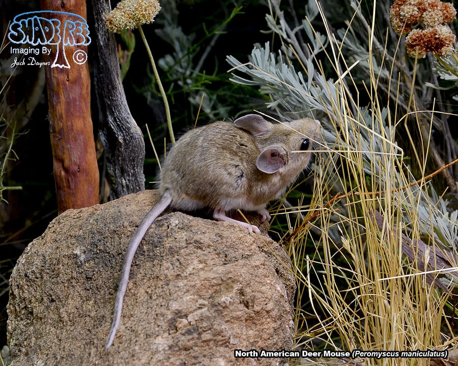 North American Deer Mouse - Peromyscus maniculatus