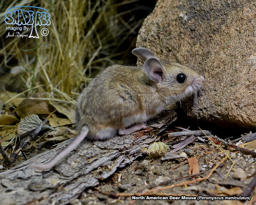 North American Deer Mouse - Peromyscus maniculatus