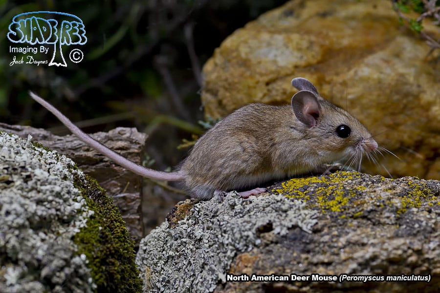 North American Deer Mouse - Peromyscus maniculatus