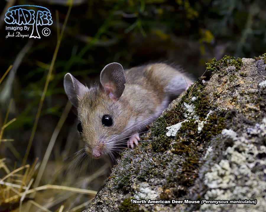 North American Deer Mouse - Peromyscus maniculatus