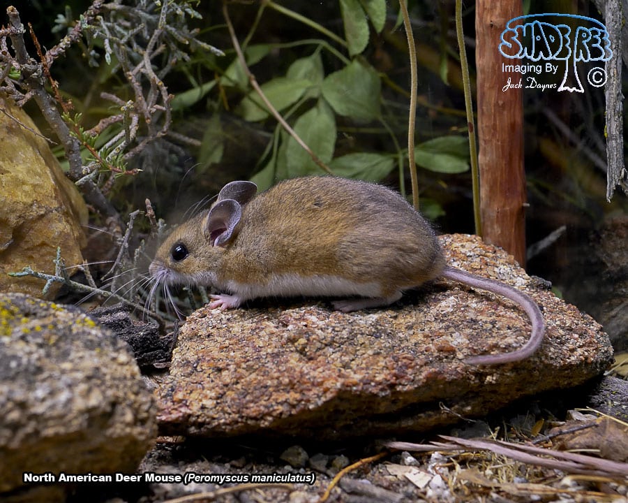 North American Deer Mouse - Peromyscus maniculatus