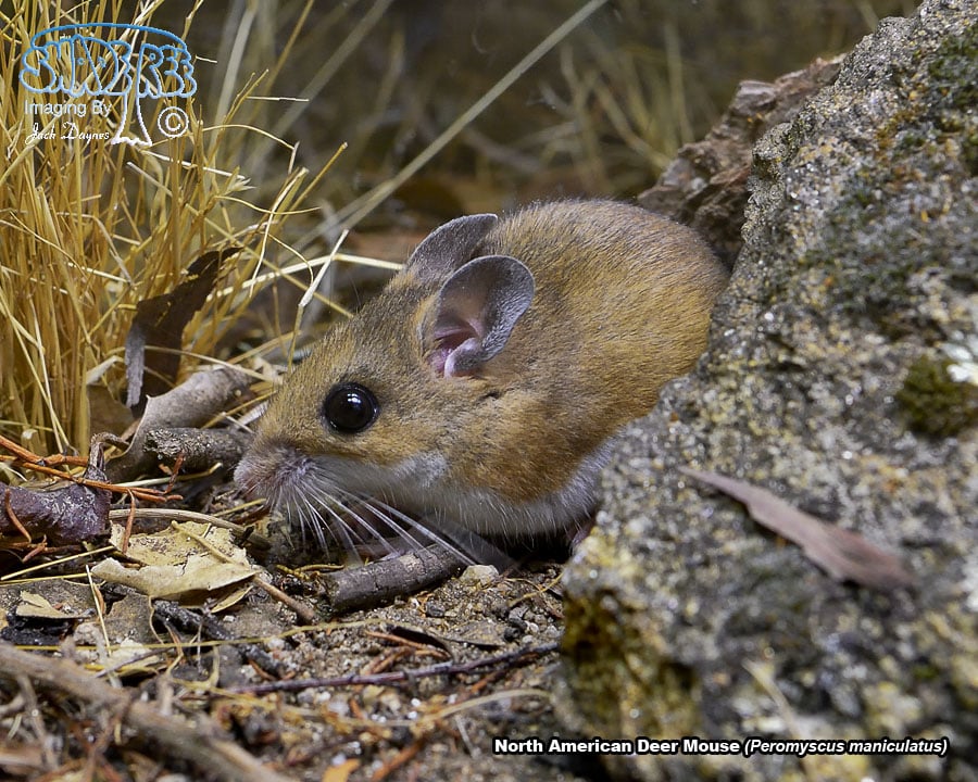 North American Deer Mouse - Peromyscus maniculatus