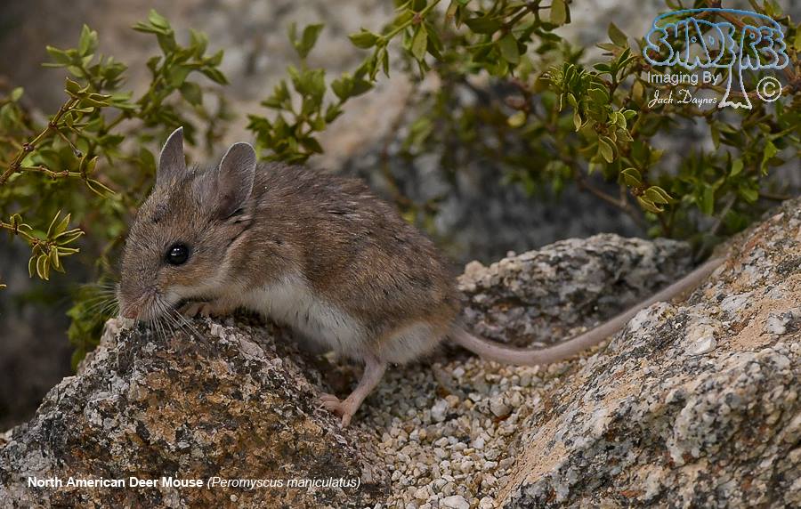 North American Deer Mouse - Peromyscus maniculatus