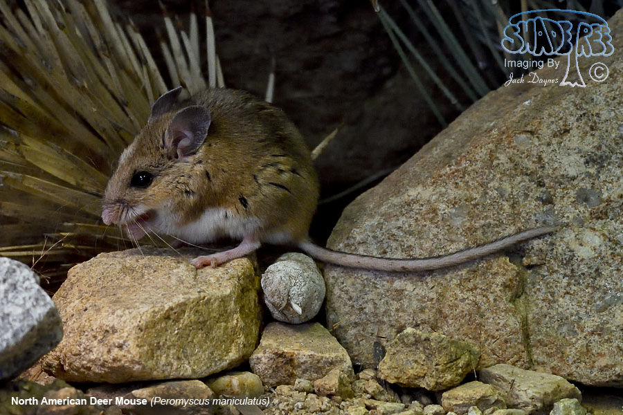 North American Deer Mouse - Peromyscus maniculatus